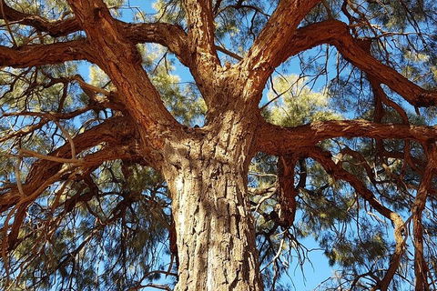 Mount Conner 4WD Small Group Tour From Ayers Rock Including Dinner - Holiday Sunshine Coast 3