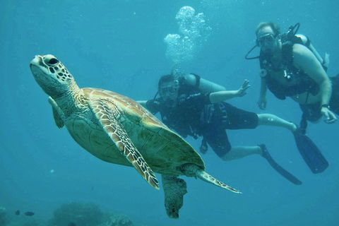 Ocean Freedom Great Barrier Reef Personal Luxury Snorkel & Dive Cruise, Cairns - Sunshine Coast Tourism 4