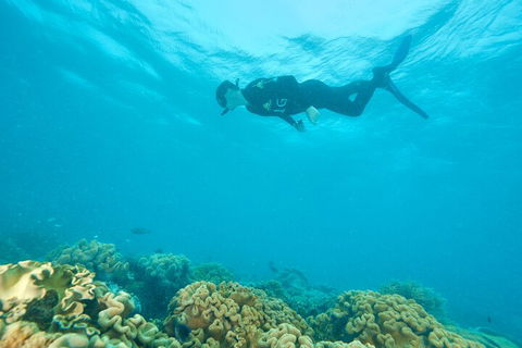 Ocean Freedom Great Barrier Reef Personal Luxury Snorkel & Dive Cruise, Cairns - Sunshine Coast Tourism 5