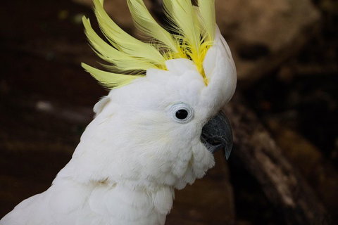 Cairns ZOOM And Wildlife Dome - Holiday Sunshine Coast 2