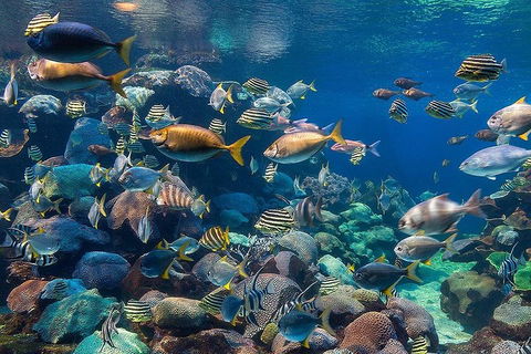 General Admission Entry At AQWA - Holiday Sunshine Coast 5