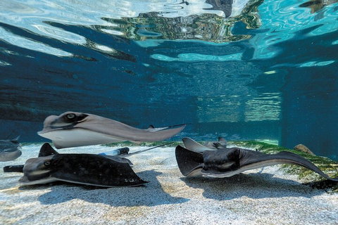 Lunch And General Admission Entry At AQWA - Sunshine Coast Tourism 1