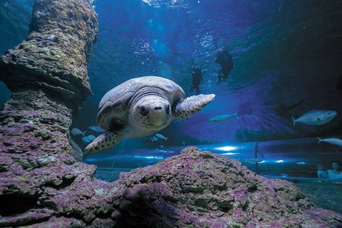 Lunch And General Admission Entry At AQWA - Sunshine Coast Tourism 5