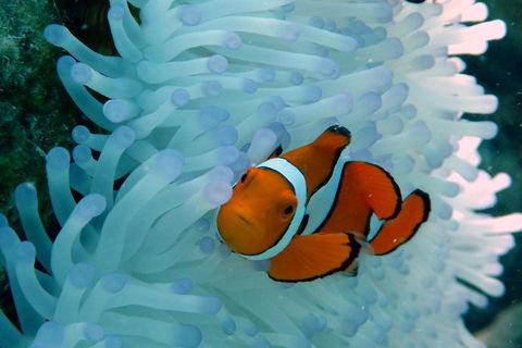 Seastar Luxury Outer Great Barrier Reef Island And Reef Tour From Cairns - Sunshine Coast Tourism 0