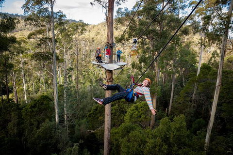 Hollybank Wilderness Adventure - Zipline Tours - Holiday Sunshine Coast 0