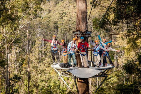 Hollybank Wilderness Adventure - Zipline Tours - Holiday Sunshine Coast 1
