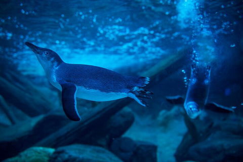 SEA LIFE Sunshine Coast Aquarium Entrance Ticket - Sunshine Coast Tourism 1