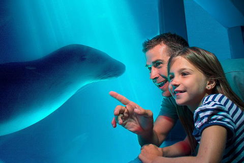 SEA LIFE Sunshine Coast Aquarium Entrance Ticket - Sunshine Coast Tourism 2