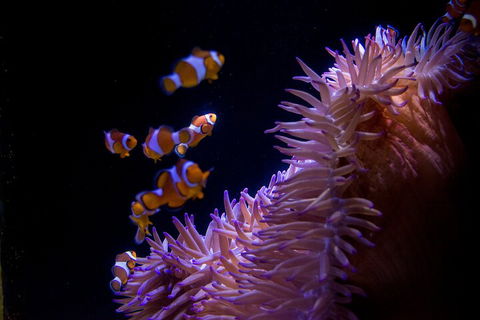 SEA LIFE Sunshine Coast Aquarium Entrance Ticket - Sunshine Coast Tourism 5