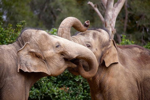 Melbourne Zoo General Entry Ticket - Sunshine Coast Tourism 0