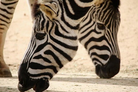 Melbourne Zoo General Entry Ticket - Sunshine Coast Tourism 1