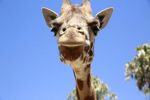 Melbourne Zoo General Entry Ticket - Sunshine Coast Tourism 2