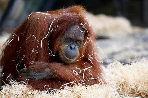 Melbourne Zoo General Entry Ticket - Sunshine Coast Tourism 3