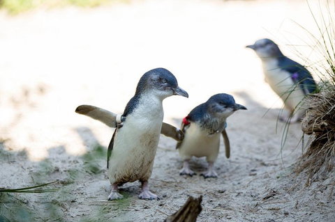 Melbourne Zoo General Entry Ticket - Sunshine Coast Tourism 5