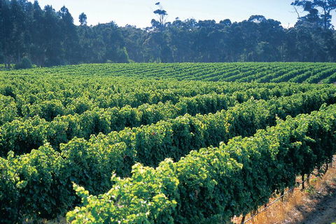 Swan Valley Private Tour - Sunshine Coast Tourism 1