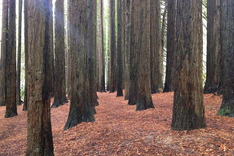 Great Ocean Road & Phillip Island - 2 Days, 1 Night - Sunshine Coast Tourism 0