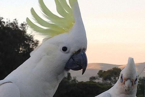 Great Ocean Road & Phillip Island - 2 Days, 1 Night - Sunshine Coast Tourism 1